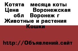 Котята 4 месяца коты › Цена ­ 1 - Воронежская обл., Воронеж г. Животные и растения » Кошки   